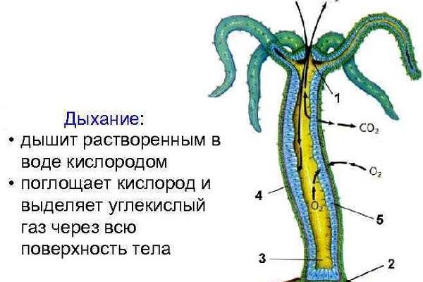 Mega onion зеркало